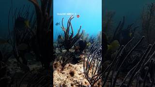 Had so much fun exploring the reef 🪸🐢🐠 with my @insta360 Ace Pro 2 📸 link in bio