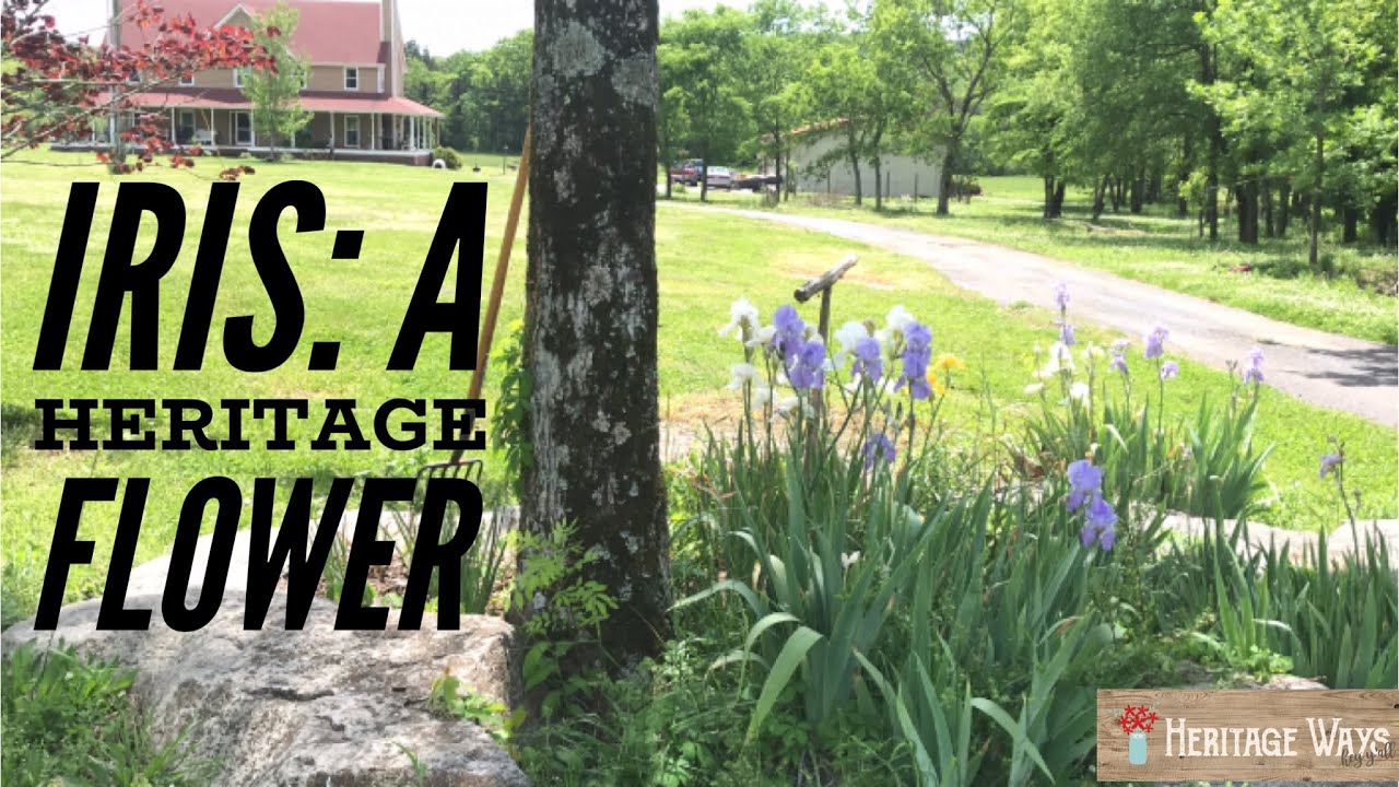 Classic Southern Flower