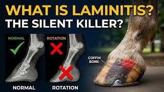 What Is Laminitis? Causes, Symptoms & Treatment Explained