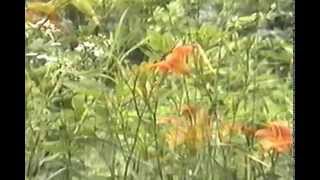 Cry of a Butterfly - nature music video screenshot 2
