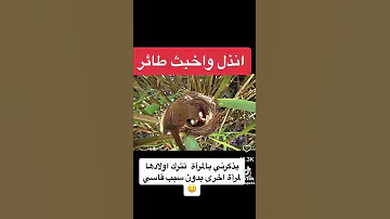 خبث طائرالوقواق اكسبلور المصحف تصويري ترند التغطيه لايك شعر 