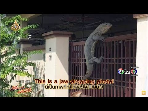 สะพรึงทั้งเมือง! ตัวเงินตัวทองปี 2019 ฮิตกด ATM