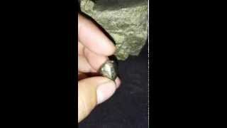 Badar Emas Papua Asli Timika Mewah 2