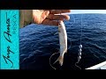 Pesca con LISA VIVA - Baquetas de fondo