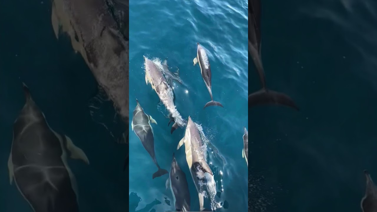 SAHIBA SAMANSAR 🥰🥰🥰🥰