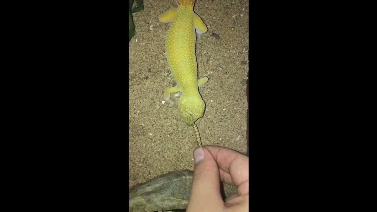 lizard skin grips Slow motion fun!