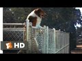 Lassie Come Home (3/10) Movie CLIP - Jumping the Fence (1943) HD