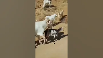 Goat Meeting Short Goat Meeting Viralshort 