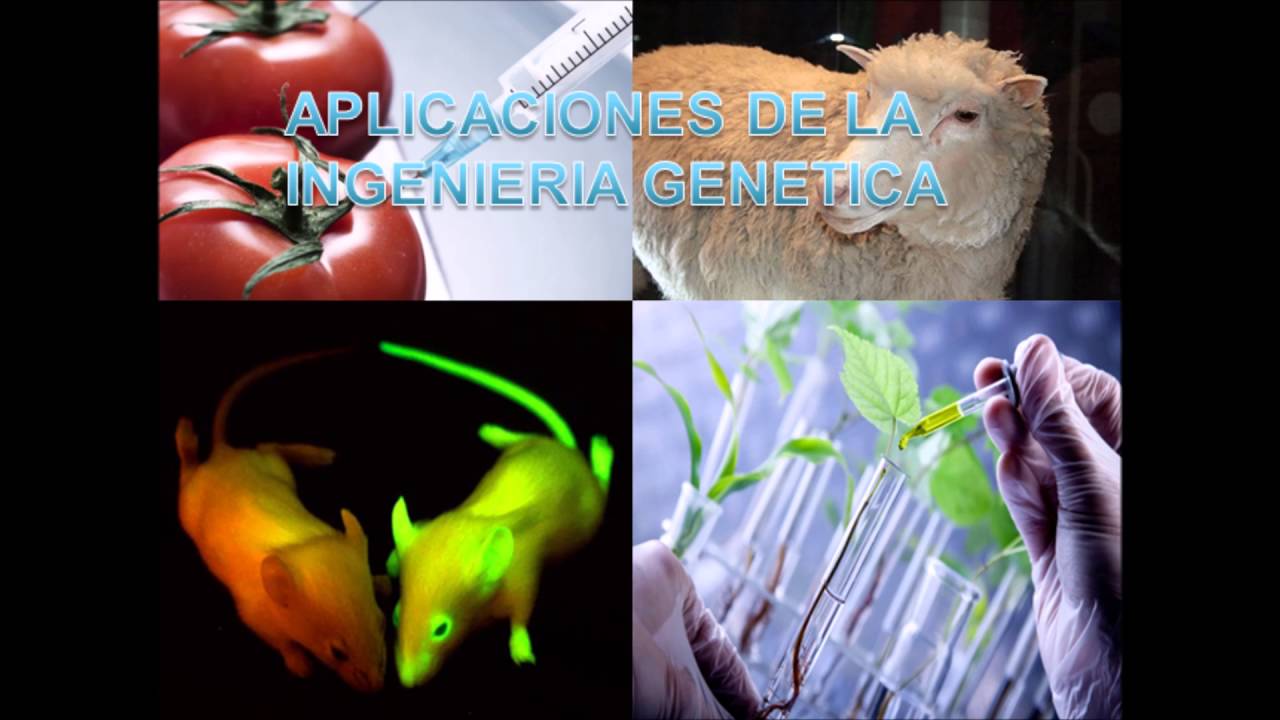 Ingenieria Genetica Aplicaciones Youtube