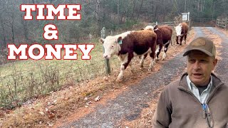 Money & Patience - The 2 Ways To Build A Cow Herd