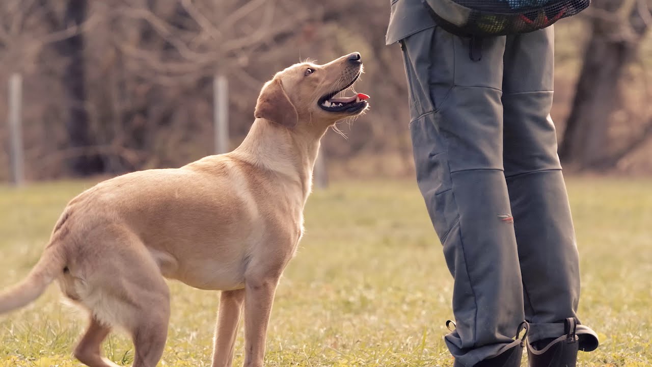 Welcome to Beaver Run Kennels