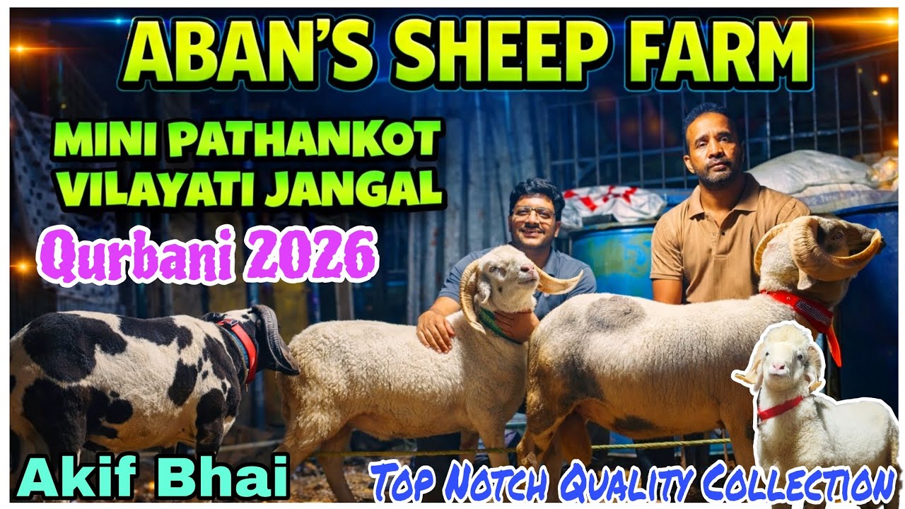 Shandaar Quality Collection Pathankot Vilayati Mende #youtubevideos #viralvideo @AsimShaikh