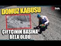 Çiftçi Ekti Domuzlar Yedi 3 Kez Aynı Senaryo Yaşandı