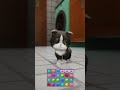 「パズにゃん／Kitten Match」Can Anyone Save the Blind Kitty？　　　#straycat #kittenmatch