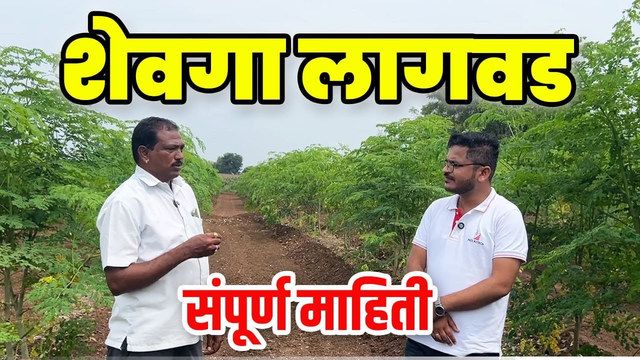 शेवगा लागवड संपूर्ण माहिती l Shevga lagavad Sanpurn mahiti