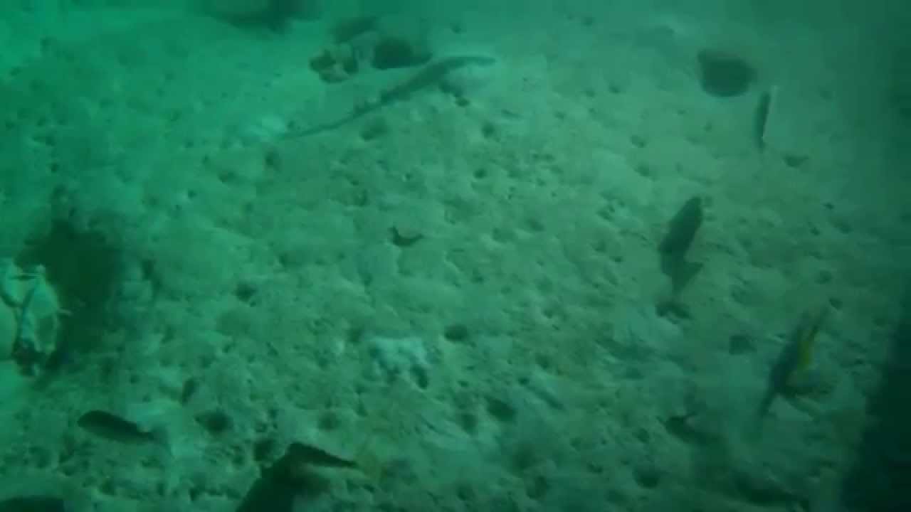Fish under the boat at night at Compass Cay Marina, Bahamas