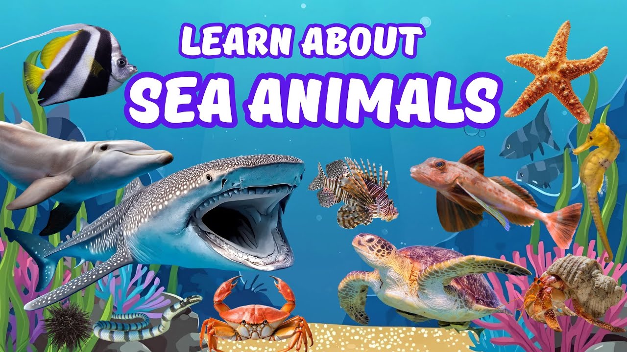 Let’s Learn About Sea Animals! Amazing Facts & Ocean Adventures! - YouTube