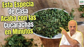 Esta Especia Comun Acaba Con Las Cucarachas En Minutos