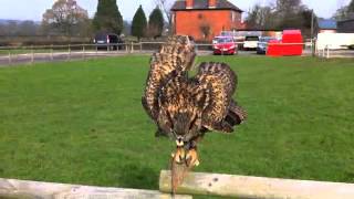 Bird of Prey Experience