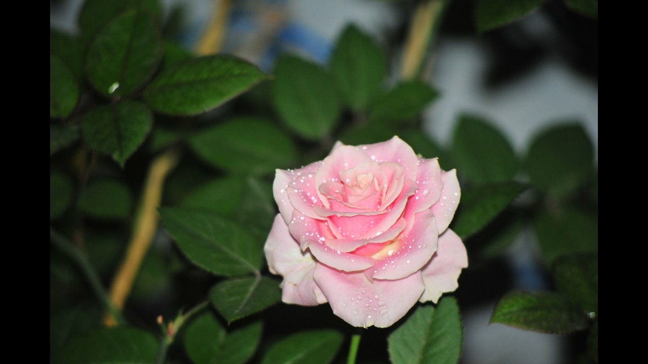 Khí Công Thường Ngày D258