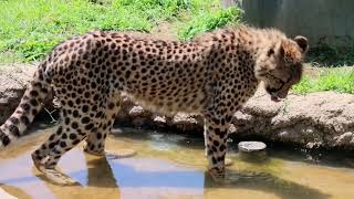 チビーター達💛千葉市動物公園　