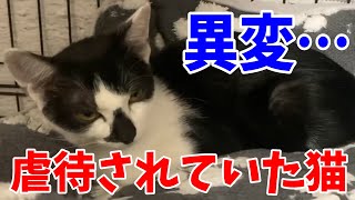 虐待されていた4匹の猫を保護②　2匹に違和感…