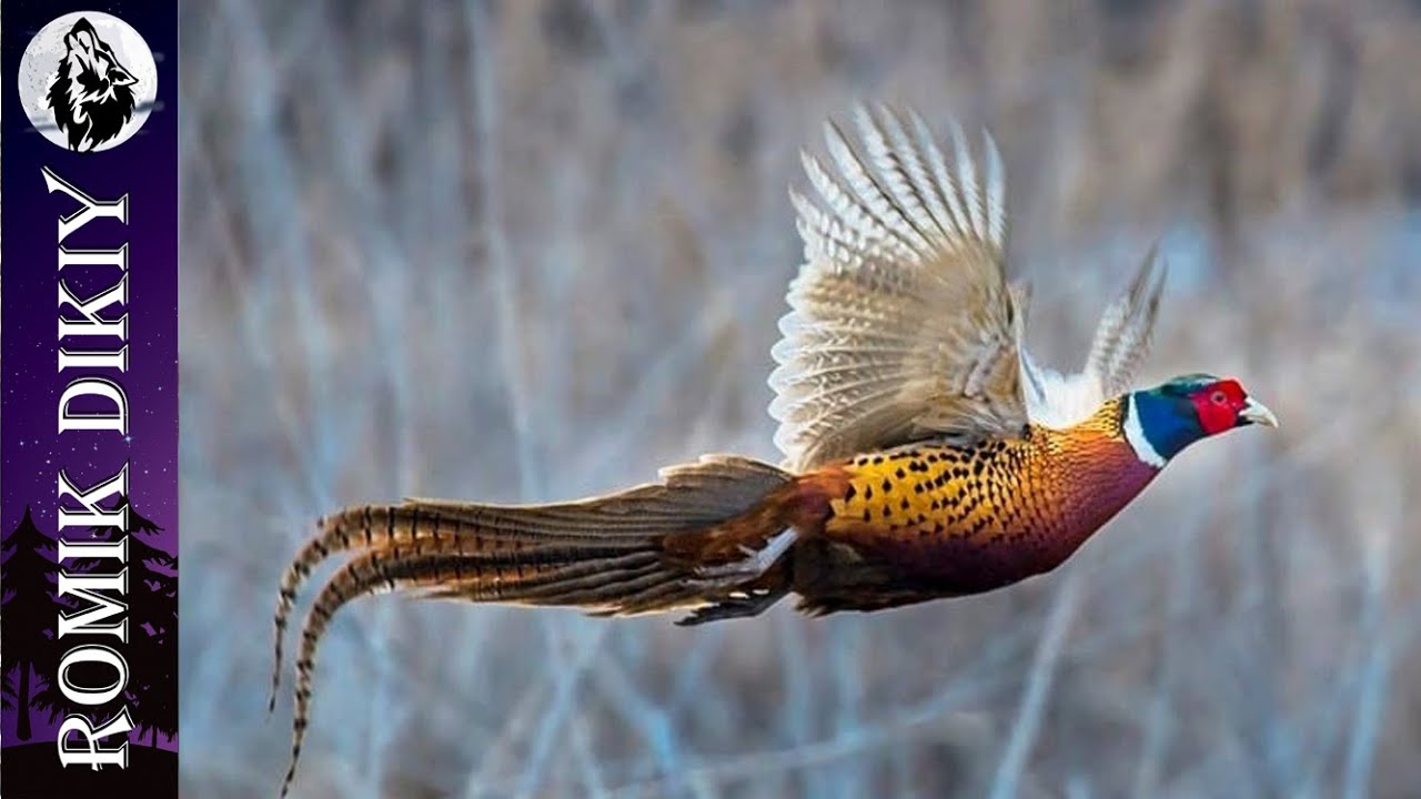 Одиночная охота на фазана с собакой.