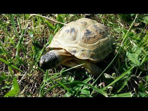 Как назвать сухопутную черепаху мальчика