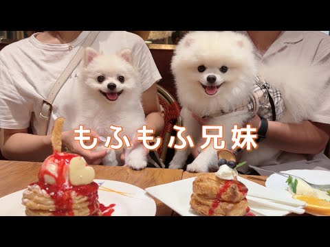 犬友さんとドッグラン・レストラン・夜景を楽しんできました！