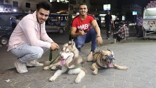 مواجهه شرسه بين كلب بيتبول و هاتشيكو الهاسكي