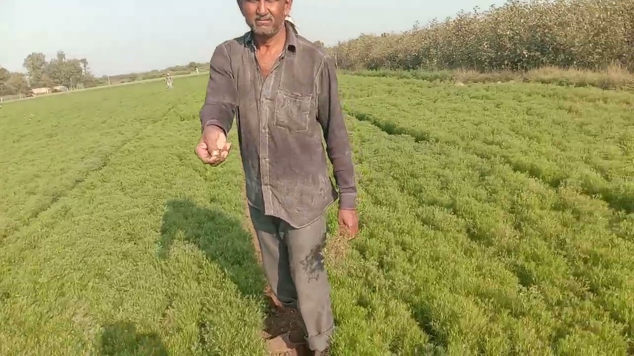 કિરણ ભાઇનું જીરૂ 😱