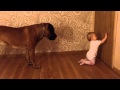 Бурбуль и ребенок 3. Boerboel and baby