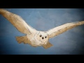 Wood Wise Owl's Nightmare About Chopping Down Trees For Energy! Wood Wise Owl's Nightmare About Chopping Down Trees For Energy!