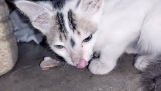 Baby cat playing video ||Cute cat #catlover #catplaying #cat
