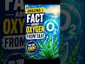 🌊 The Ocean Makes Most of Your Oxygen! 😲#AmazingFacts #OceanFacts #Oxygen #SeaLife #Phytoplankton