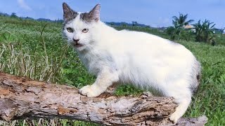 CAT CUTE - PLAY WITH CAT -BILLI KARTI MEOW MEOW- kittens cats funniest - Animal Funny - VS 10 by ANIMALS 22 66 views 2 weeks ago 3 minutes, 11 seconds