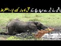 Lion Vs Elephant || ہاتھی اور شیر کے درمیان دل دہلا دینے والی مناظر - Planet Earth