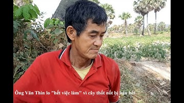 Lạ lùng cây thốt nốt "rầm rộ" rời Bảy Núi