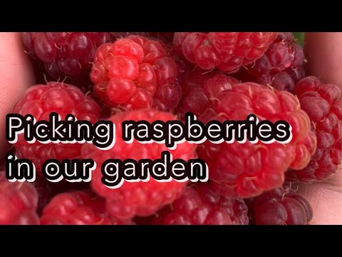 ቪዲዮ: ለ Raspberries ጎጂ የሆነው ማነው?