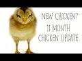 NEW Chicken? 11 Month Chicken Update