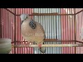 Suara Burung Terkukur Bersih Ampuh Buat Pancingan Dan Pikat Mp3 - Mp4 Download