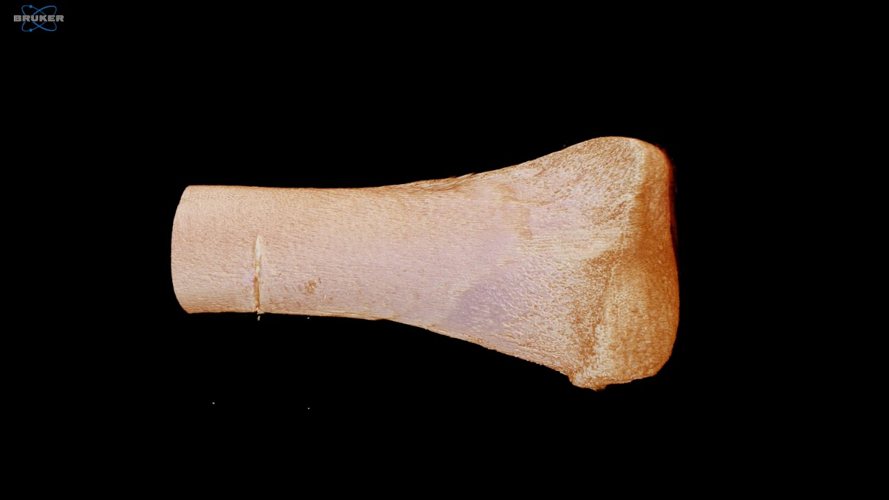 Micro-CT Scan of Toolmark in Bone (Knife)