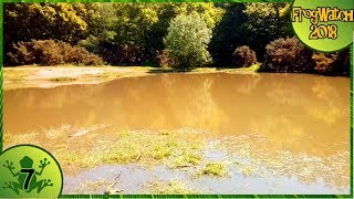 Frog Watch 2018 - Dragonflies At The Pond [7]