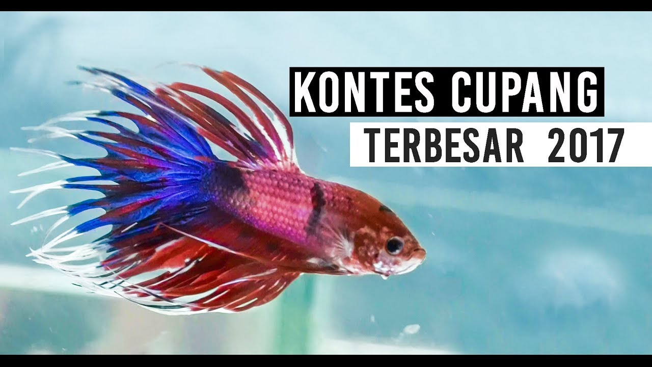 Kontes Ikan Cupang Terbesar 2017 The Biggest Betta Fish Contest