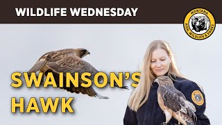 Wildlife Wednesday |  Swainson's Hawk