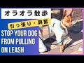 オラオラ散歩、引っ張り、興奮。
