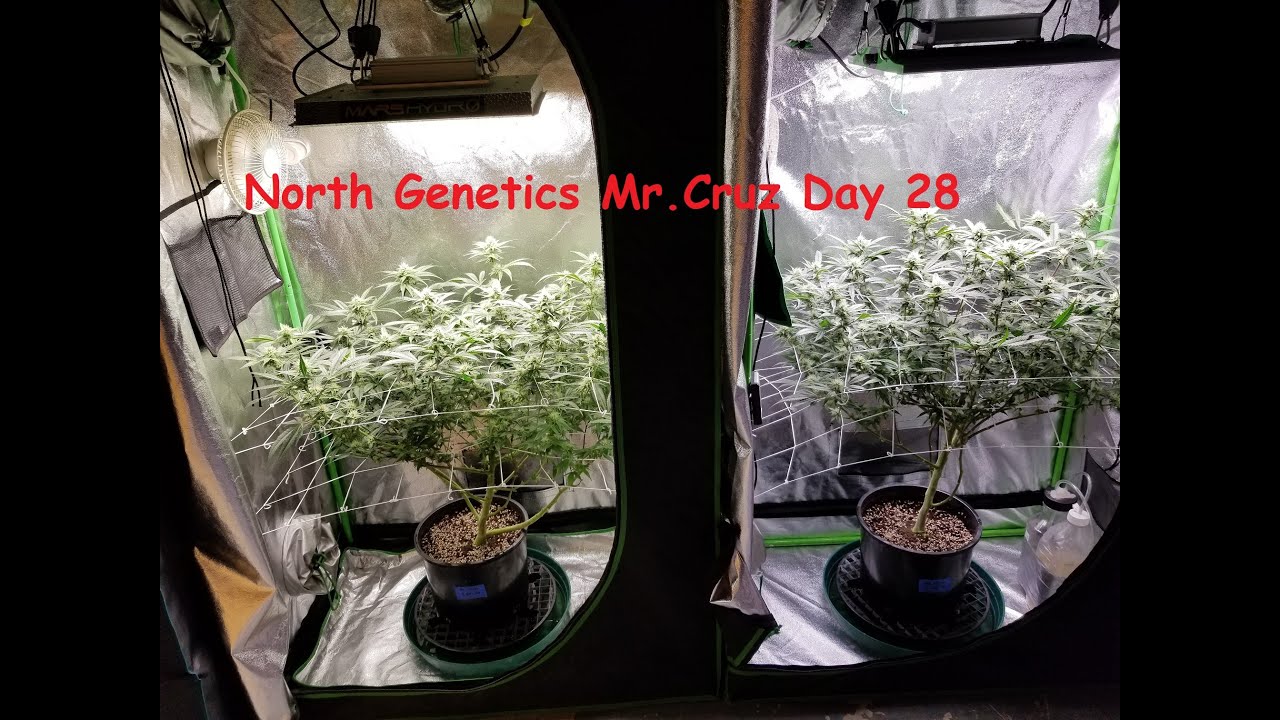North Genetics Mr. Cruz "APPLES TO APPLES? SIDE BY  EACH" ep.4 Day 28 Mars TS1000 Viparspectra P1500