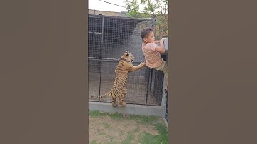 Naughty Kid Playing With Bengal Tiger | Nouman Hassan |