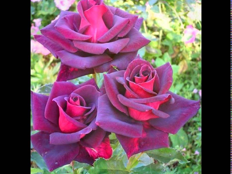 Роза Ай (Ред Ай, Грин Ай, Пинк Ай, Лондон Ай) - купить по выгодной цене FlowerPo