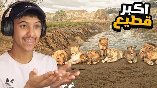 حياة الاسد #14 : اكبر قطيع اسود بالسيرفر ! | Animalia Survival